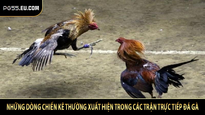 Những dòng chiến kê thường xuất hiện trong các trận trực tiếp đá gà