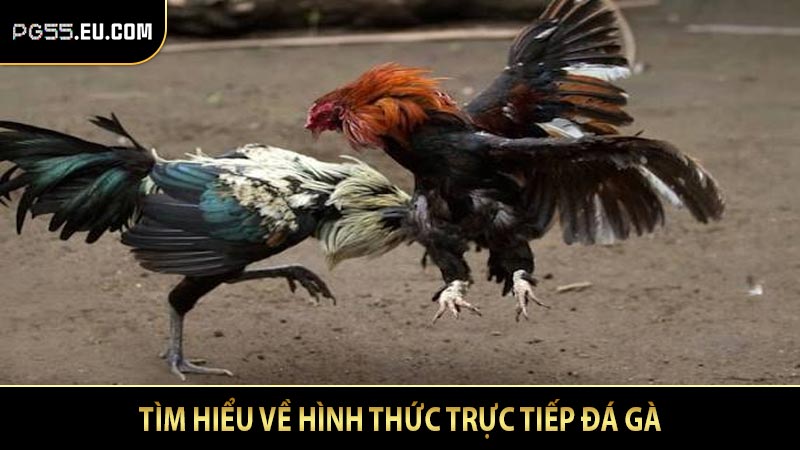 Tìm hiểu về hình thức trực tiếp đá gà